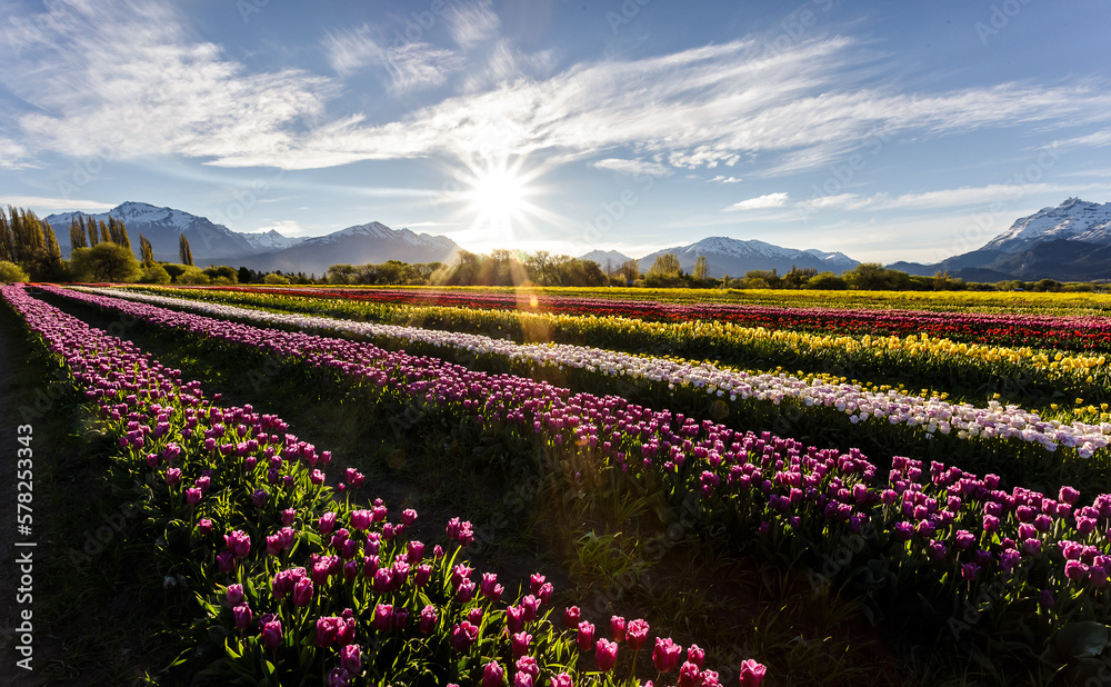 Tulip flowers in mountain landscapes