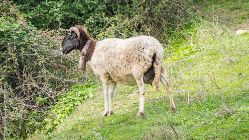 Payoya goat  in a meadow in the Sierra de Grazalema (Cádiz, Andalusia, Spain)