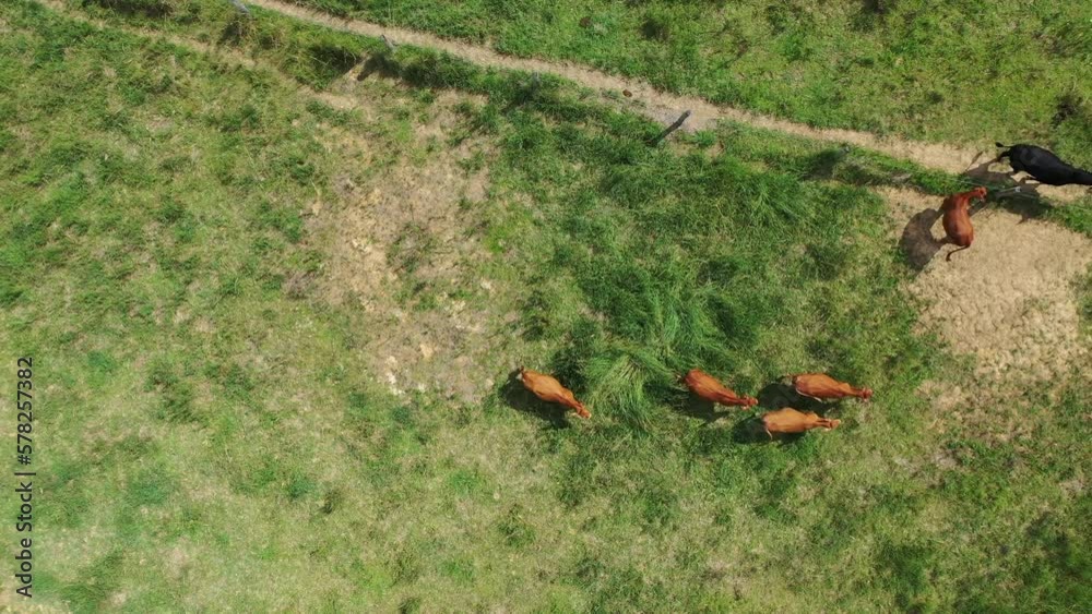 Top down Drone shot of cows walking in a field paddock. Grass is very green, 5 brown cows and 1 black cow in shot. Top down Drone shot of cows walking in a field paddock. Grass is very green, 5 brown cows and 1 black cow in shot.