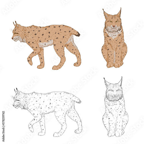 Lynx Illustrations. Sketch and Cartoon Set.
