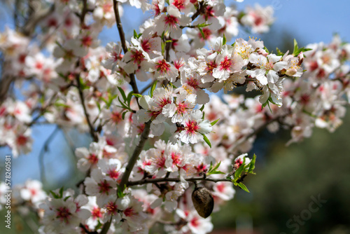 Close-up of blossoming white pink almond tree branch with young green leaves