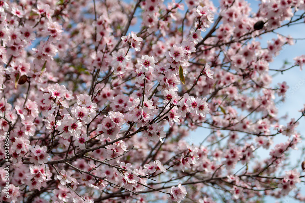 Pink almond blossoms