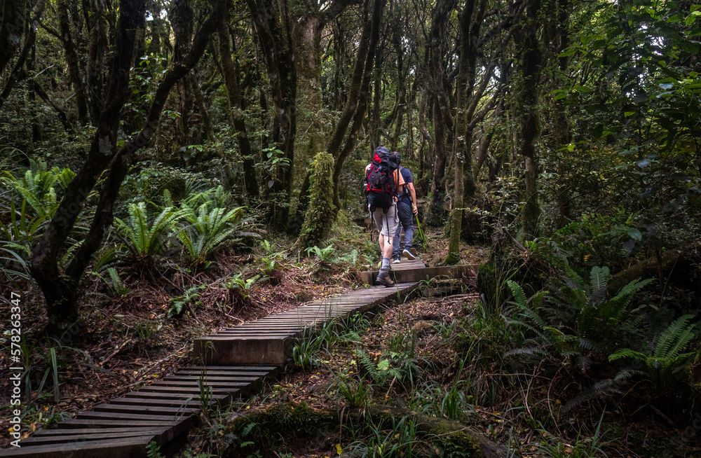 Two people hiking in the lush green forest of Pouakai Crossing, Egmont National Park. Taranaki.