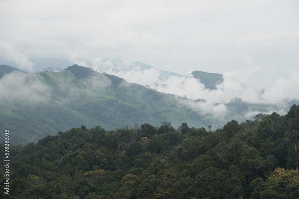 Green Nature isolated with White Misty Fog cover the top of mountain tree at Doi Sakad Pua  Nan Thailand in Rainy Season - abstract background 