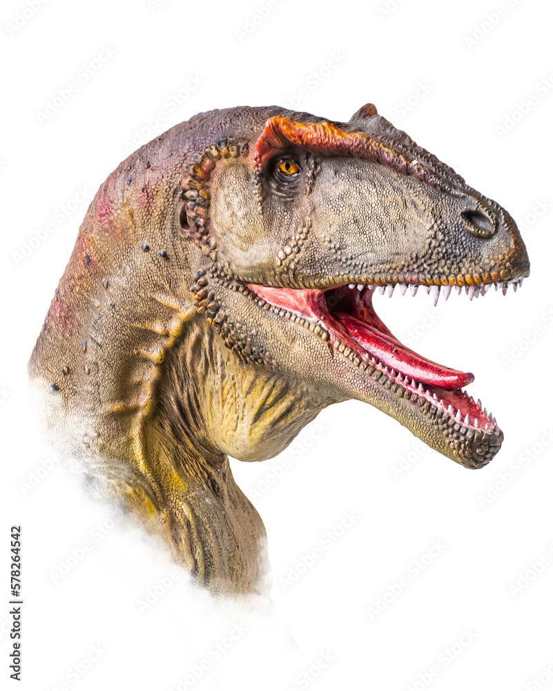 Obraz premium The head of Carcharodontosaurus , dinosaur on isolated background .