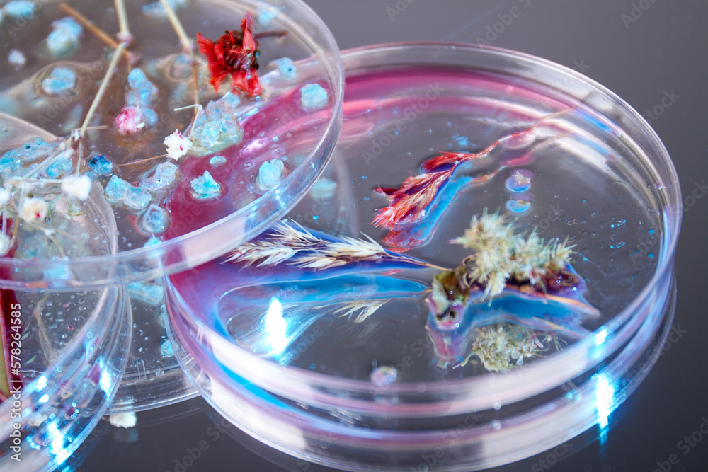 Close up of petri dishes with various herbs with water. Glassware with wheat spikelets. Close up of petri dishes with various herbs with water. Glassware with wheat spikelets.