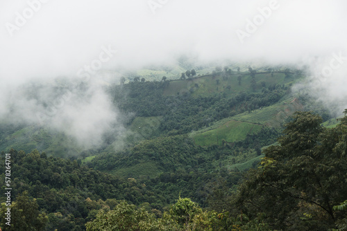Green Nature isolated with White Misty Fog cover the top of mountain tree at Doi Sakad Pua Nan Thailand in Rainy Season - abstract background 