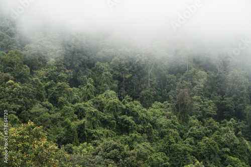 Green Nature isolated with White Misty Fog cover the top of mountain tree at Doi Sakad Pua  Nan Thailand in Rainy Season - abstract background 