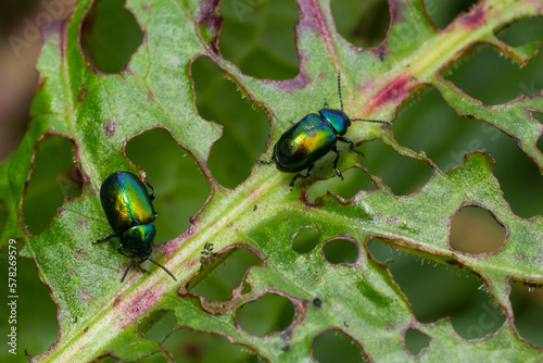 Colorful Dogbane Leaf Beetle Chrysochus auratus on big green leaf photo