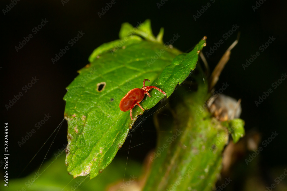 Close up macro Red velvet mite or Trombidiidae in natural environment Close up macro Red velvet mite or Trombidiidae in natural environment