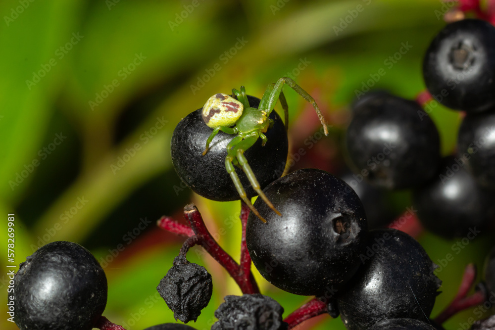 Green crab spider, Diaea dorsata, sits in ambush for prey on elder berries Green crab spider, Diaea dorsata, sits in ambush for prey on elder berries