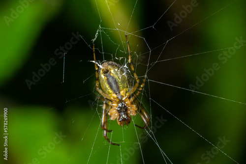 Neriene peltata is a species of spider belonging to the family Linyphiidae
