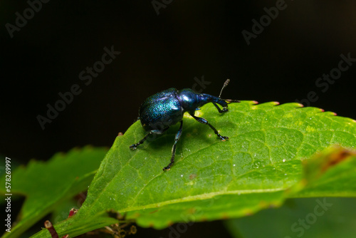 Weevil Beetle Rhynchites bacchus on a green leaf. Pest for fruit trees. a problem for gardeners and farmers © Oleh Marchak
