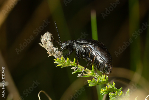 Bug sits on a leaf. Insecta Coleoptera Chrysomelidae Galeruca tanaceti female, summer day in natural environment photo