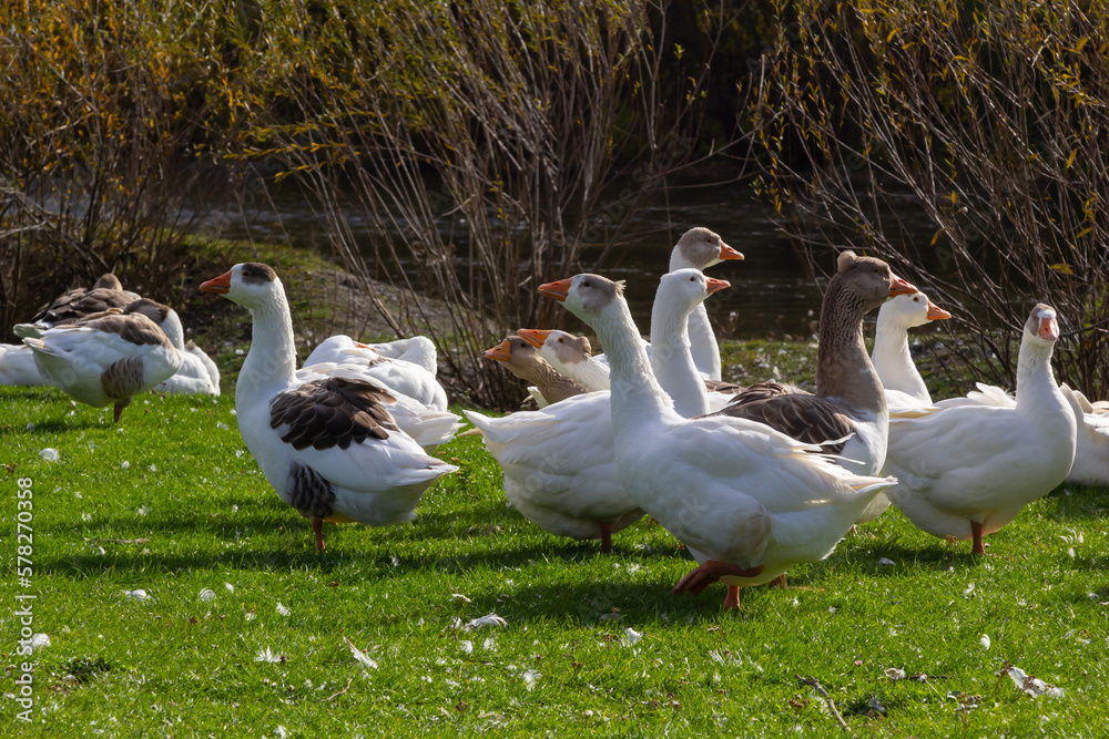 Gray beautiful geese in a pasture in the countryside walk on the green grass. Livestock farm birds. Animal breeding Gray beautiful geese in a pasture in the countryside walk on the green grass. Livestock farm birds. Animal breeding