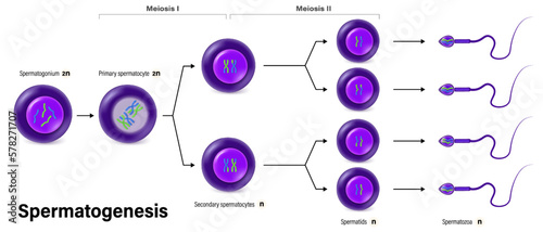 Spermatogenesis. Cell division. Gametogenesis. Meiosis. Human reproductive system. photo