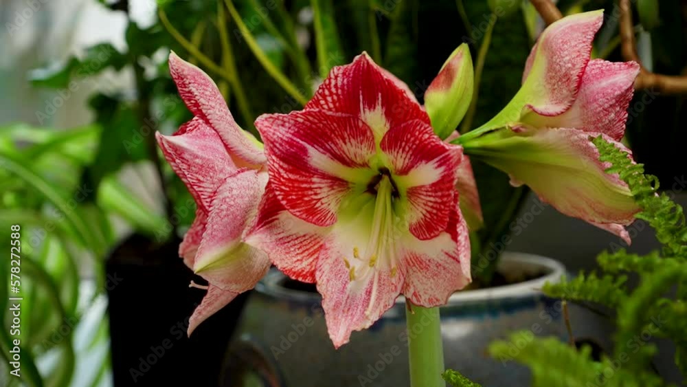 Cultivation of bulbous plants. Pink amaryllis blooms. indoor plants. Many indoor flowers grow in flowerpots in the apartment.