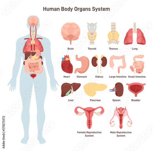 Human body anatomy. Cardiovascular, respiratory, digestive, urinary