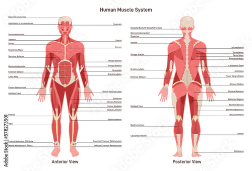 Canvas-taulu Anatomy of human muscular system