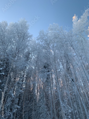 frosted birch trees