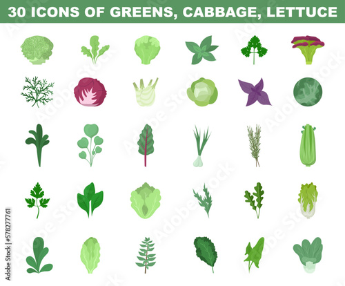 Greens, lettuce and cabbage colored illustration. Vegetable salad