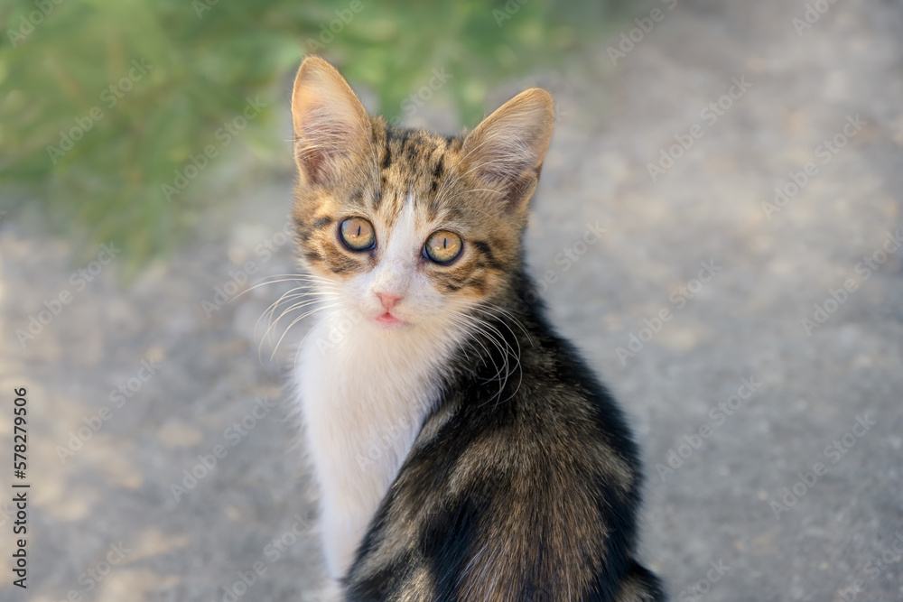 Cute little cat kitten, bicolor tabby and white, looking curiously with beautiful eyes, Greece