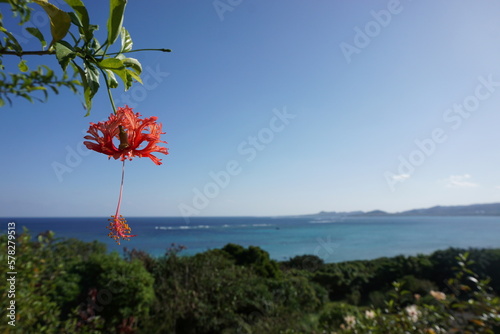 沖縄の花　ハイビスカス