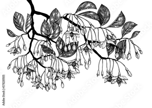 Hand drawn illustration of blooming Styrax isolated on white background. Tropical plant with leaves and flowers in sketch style. Perfumery and cosmetics ingredient drawing. Ornamental garden design photo