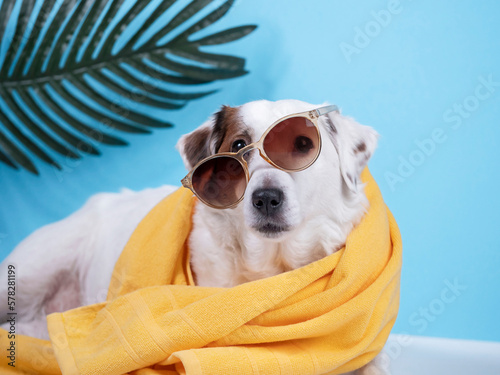 Fototapeta Naklejka Na Ścianę i Meble -  Portrait of a Jack Russell Terrier dog with a yellow towel and sunglasses. On a blue background with a palm tree branch. Concept of a summer holiday.