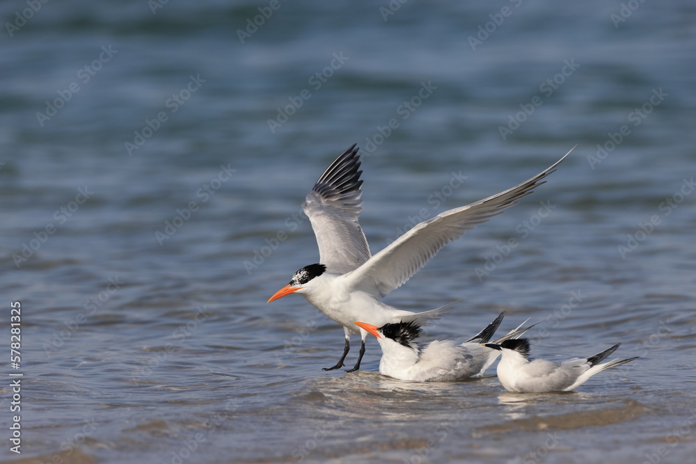 royal tern (Thalasseus maximus) Fort De Soto Park Florida USA royal tern (Thalasseus maximus) Fort De Soto Park Florida USA