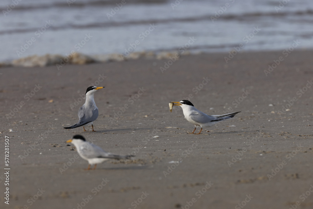 least tern (Sternula antillarum) Fort De Soto Park Florida USA least tern (Sternula antillarum) Fort De Soto Park Florida USA