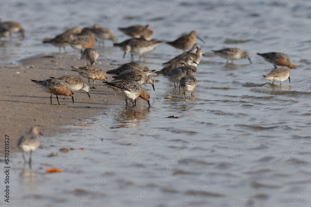 Red Knot Fort De Soto Park Florida USA Red Knot Fort De Soto Park Florida USA