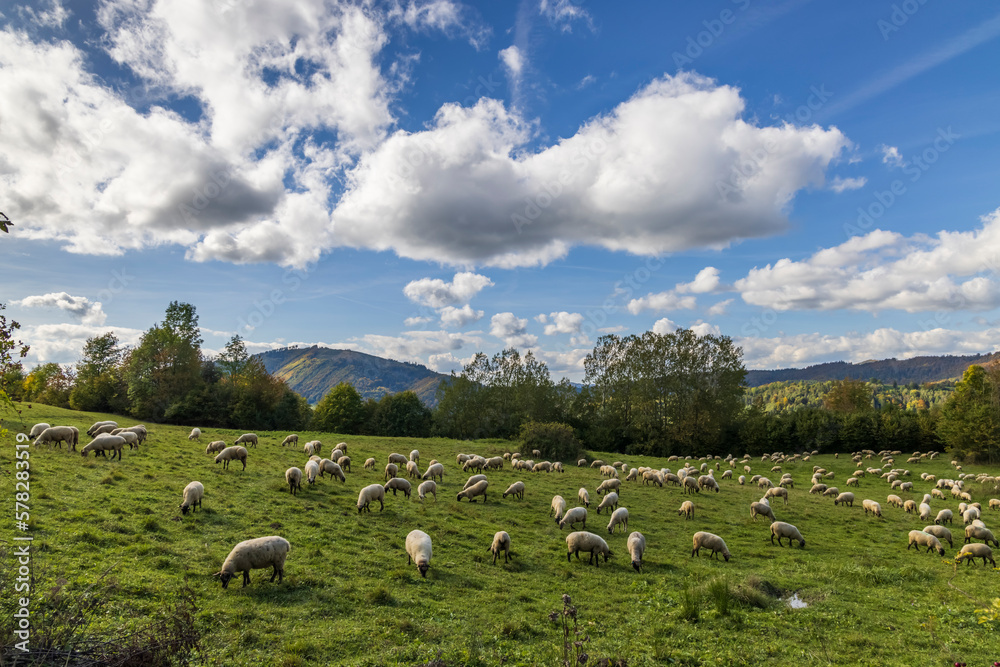 Fototapeta premium Sheep herd near Terchova, Mala Fatra, Slovakia