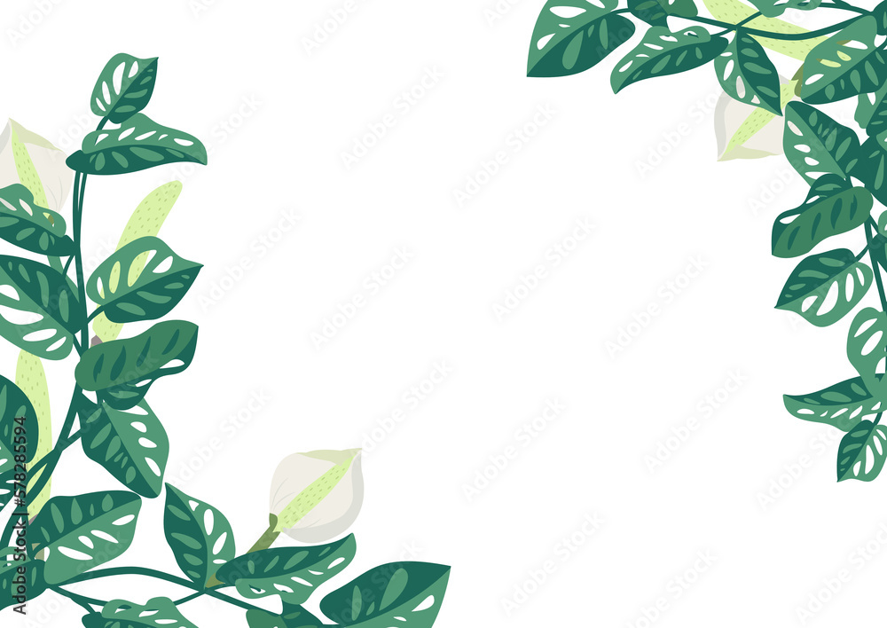 green Monstella leaves with flower isolated on transparency background