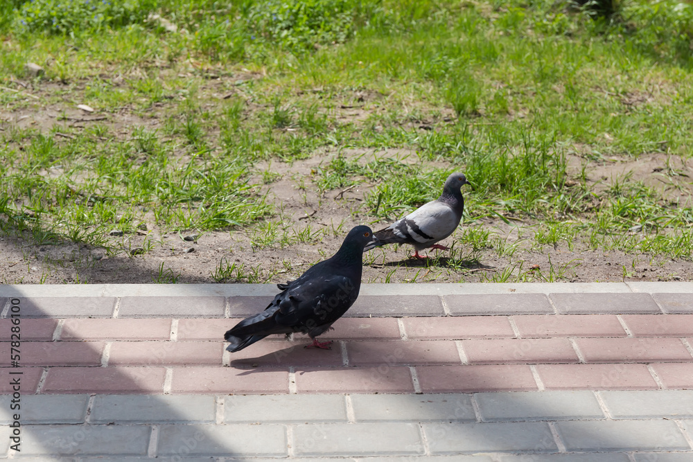 Obraz premium City pigeons going along the footpath paved with concrete slabs