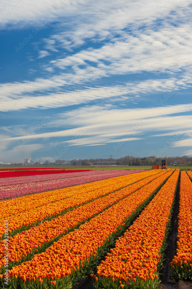 Field of tulips near Lemmer, Friesland, Netherlands