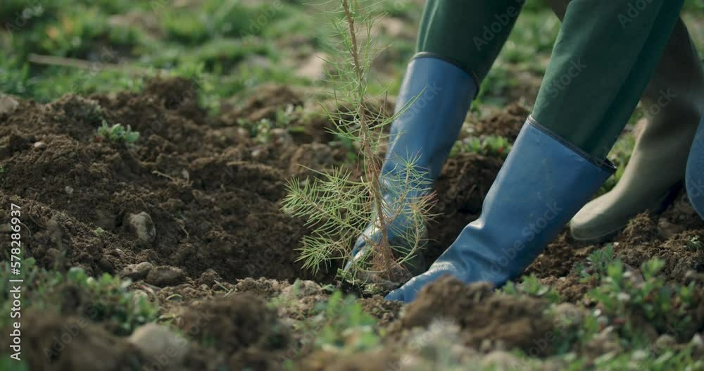 Plantation Arbre