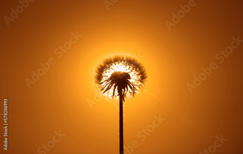 Setting Sun Blowball. isolated on yellow sky background. backlit. Dandelion over golden sunset background. fluffy Dandelion seeds in sunlight blowing away.