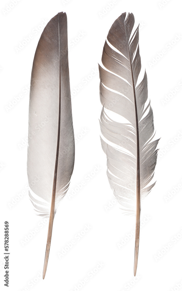 feathers isolated