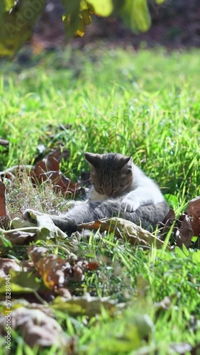 the cat lies on the grass
