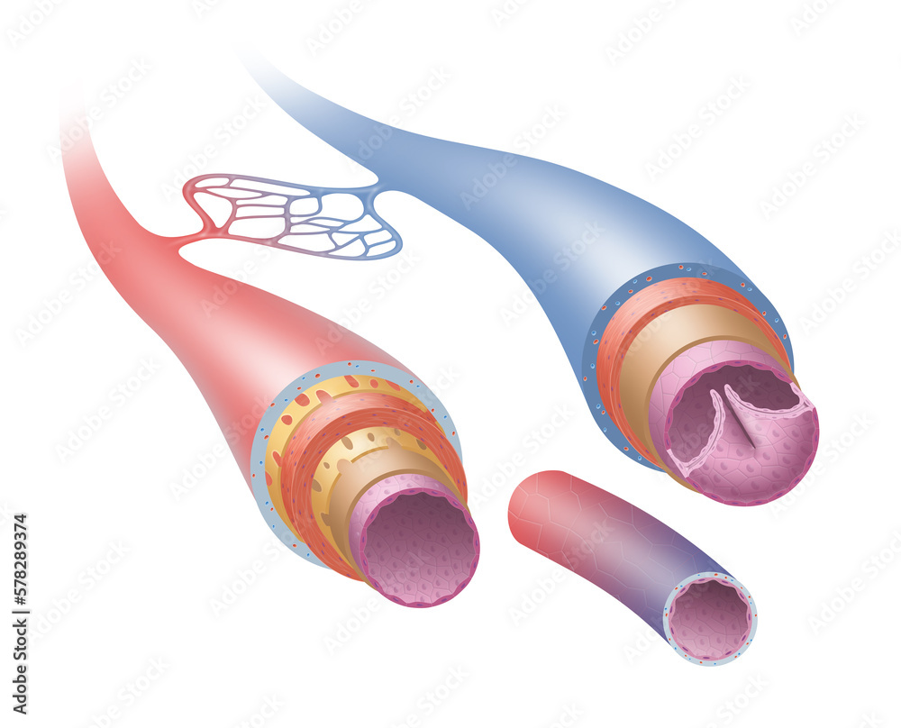 Structure of arteries, veins and capillaries Stock-Illustration | Adobe ...