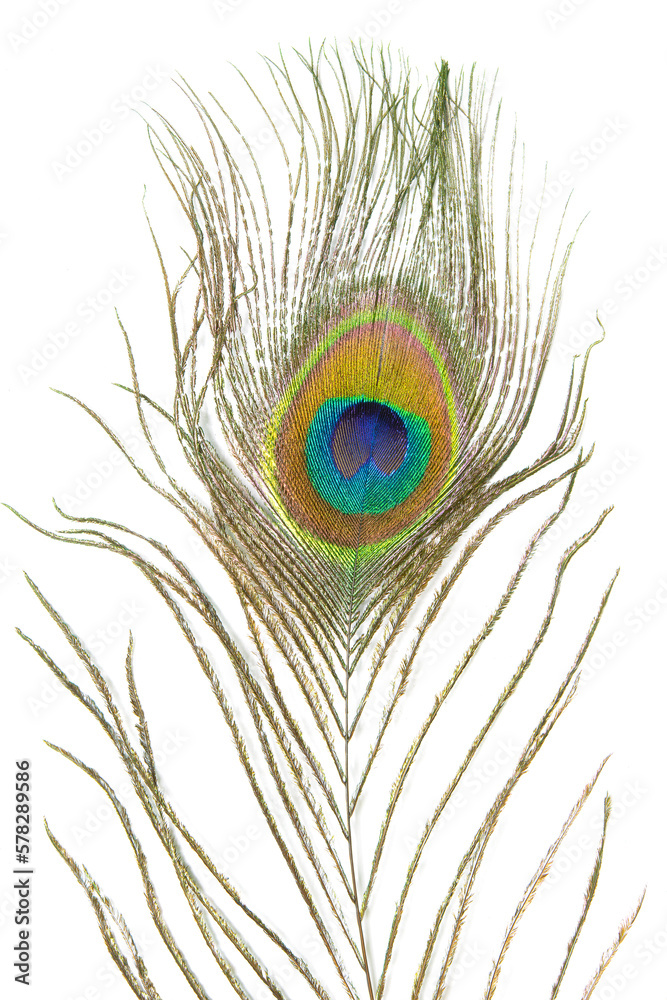Fototapeta premium Beautiful peacock feather isolated on white background