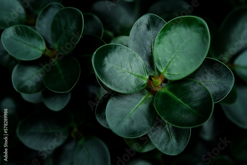 Soft focus nature view dark green leaf in garden . natural green for as background or wallpaper and other.