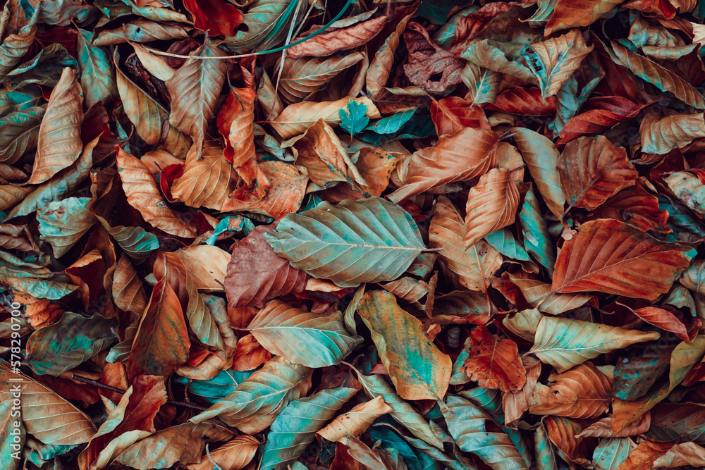 dry leaves on the ground in autumn season