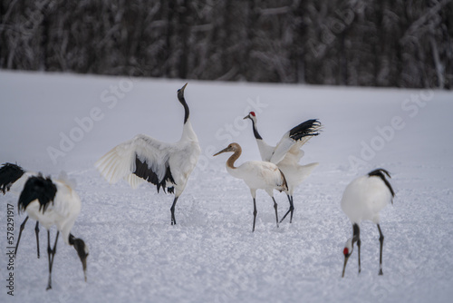Red-crowned cranes dance lightly. Others are playing in the snow. Scenery of wild bird life in winter, Hokkaido, Japan. 2023