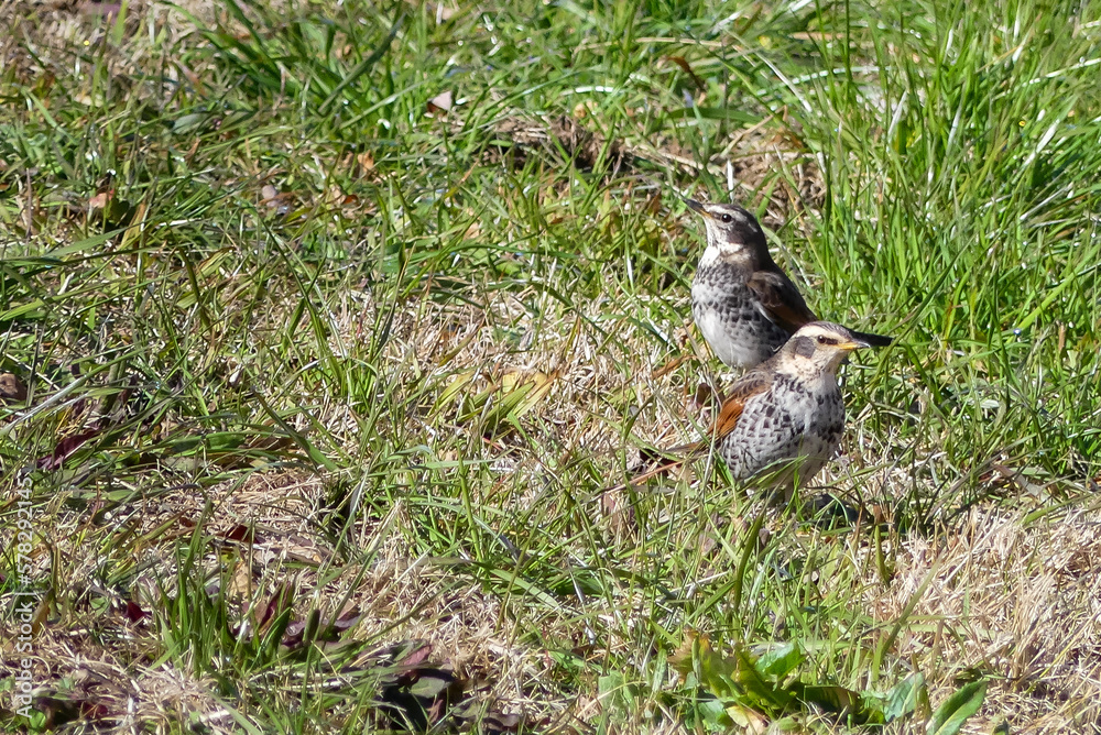 Obraz premium 琵琶湖畔の散歩 ツグミが現れた