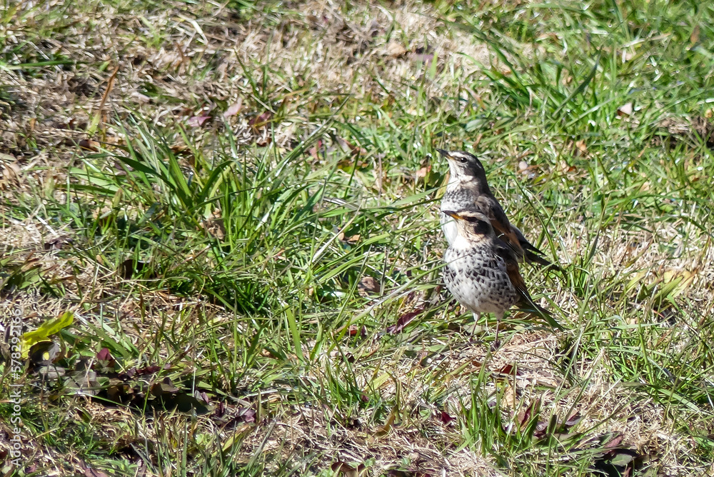 Obraz premium 琵琶湖畔の散歩 ツグミが現れた