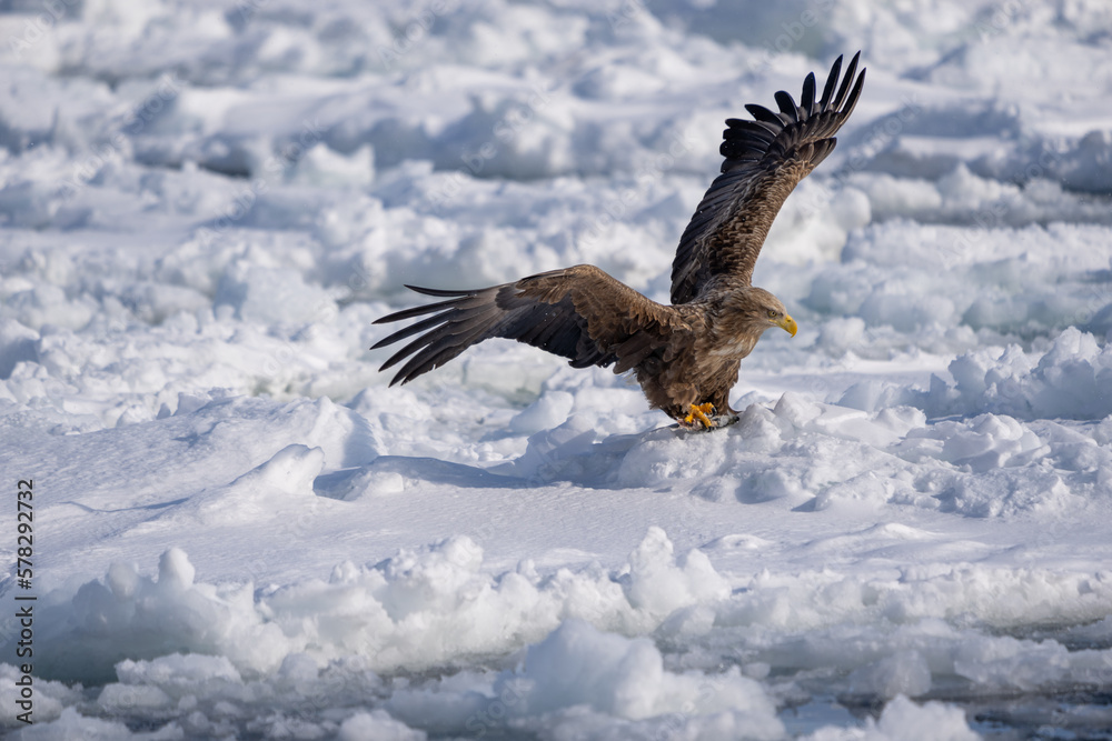 Obraz premium A white-tailed hawk spreads its wings. It catches a fish with its claws. Haliaeetus albicilla. Scenery of wild bird life in winter, Hokkaido, Japan. 2023