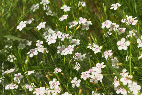 Floral background of white small maiden pink flowers or Dianthus deltoides