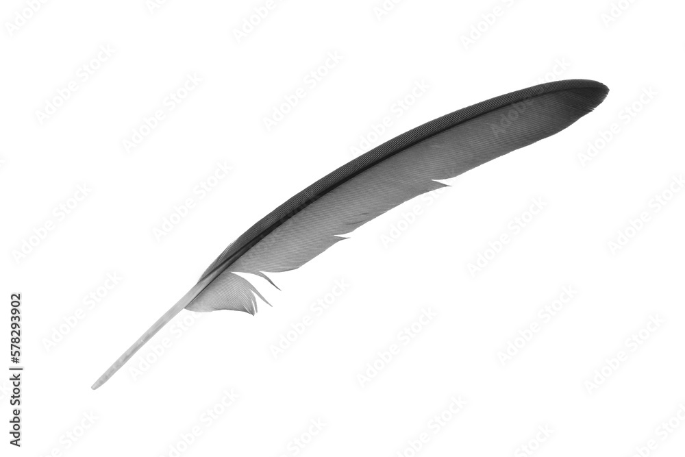 Beautiful black feather isolated on white background Beautiful black feather isolated on white background